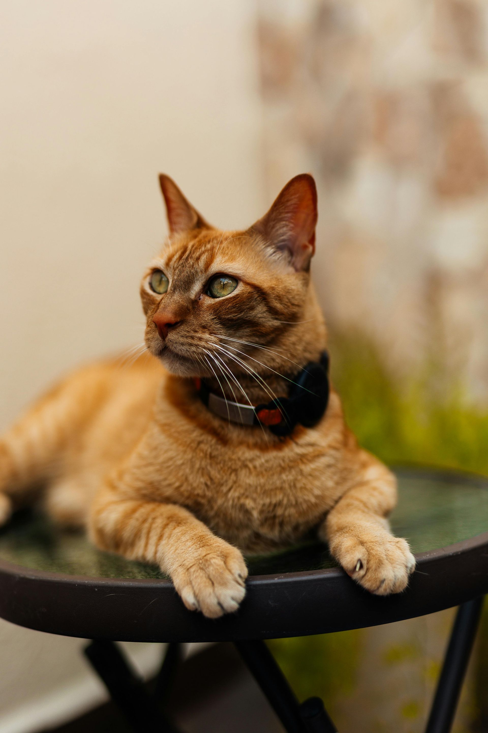 Orange tabby cat with green eyes wearing a black collar, lying on a dark table, looking to the side.