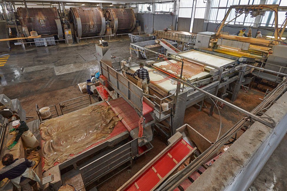 curtidores transportan cuero