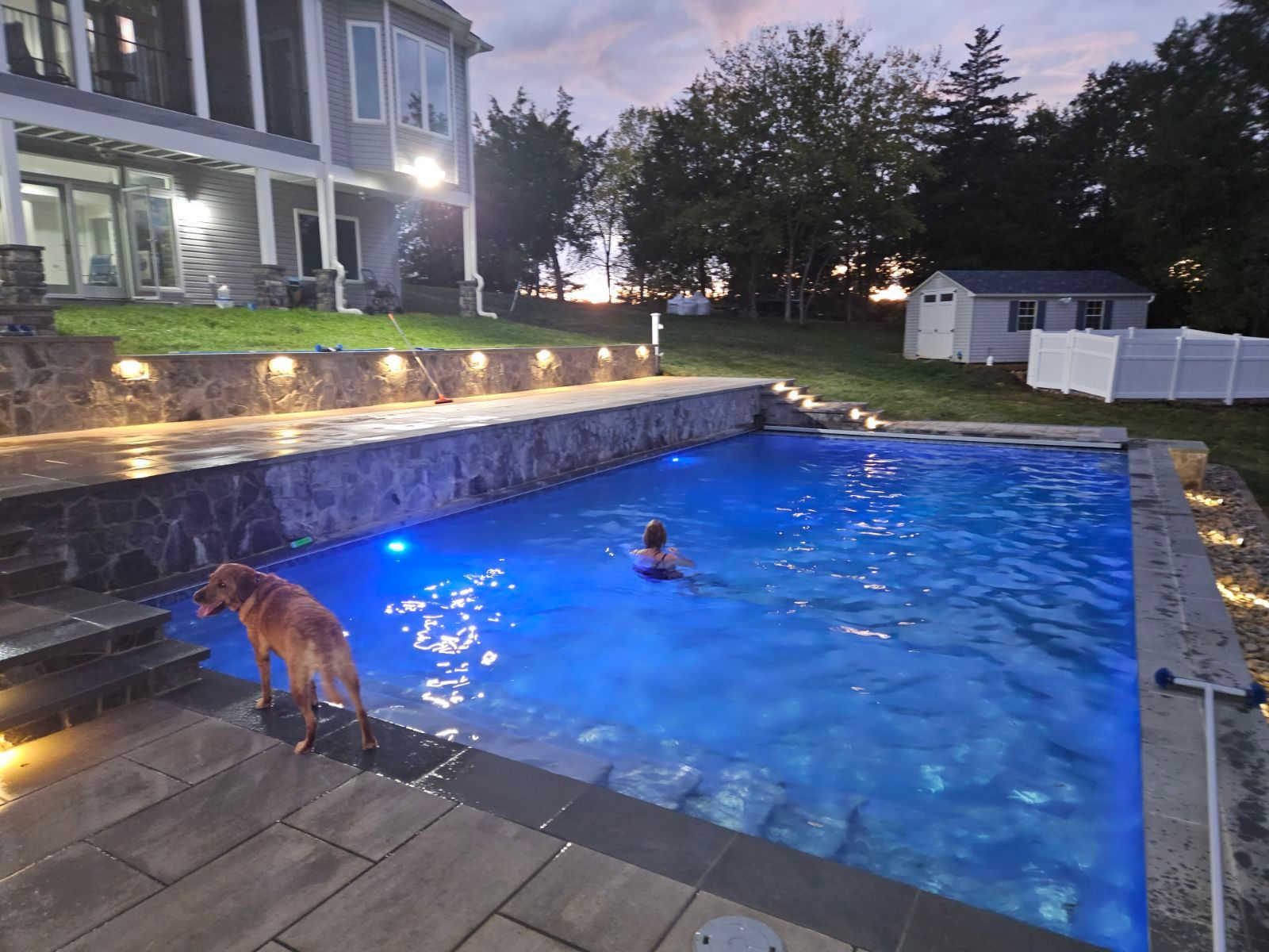 A dog is standing next to a large swimming pool