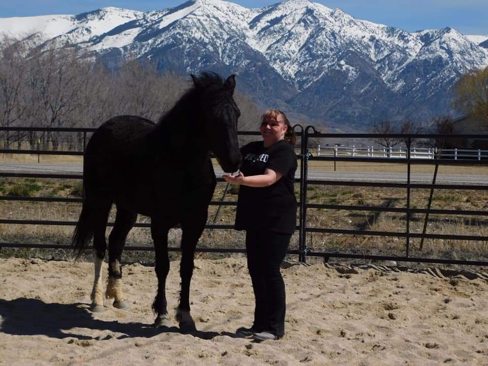 Equine therapy services photos