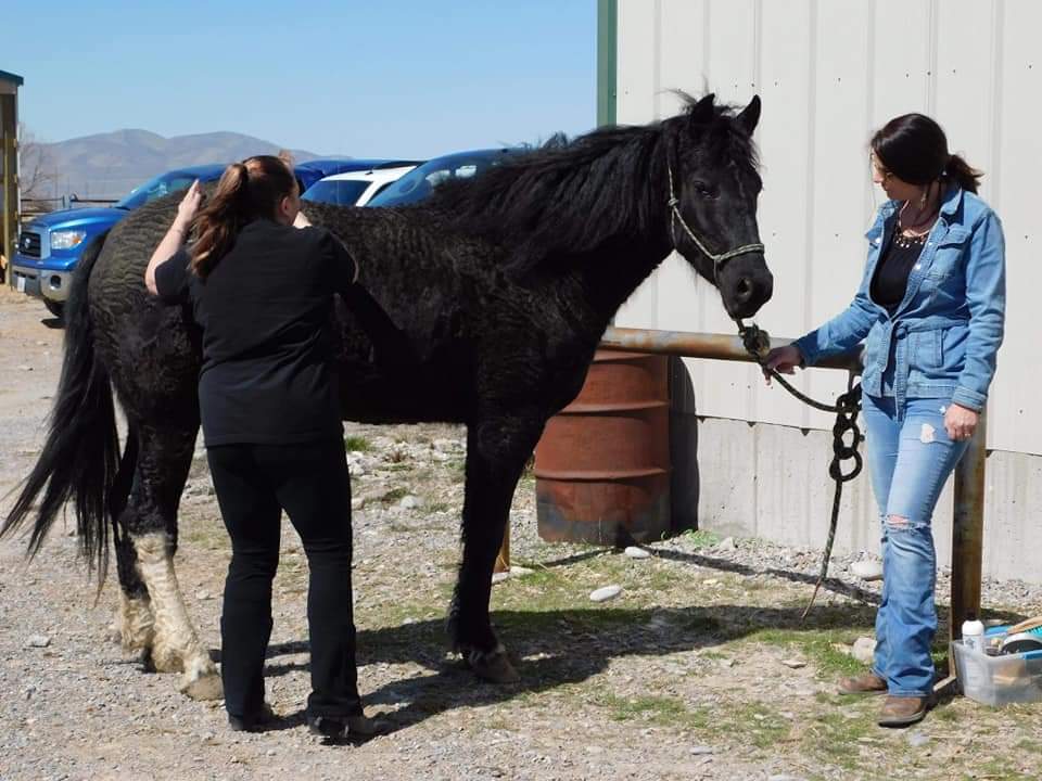 Equine therapy services photos