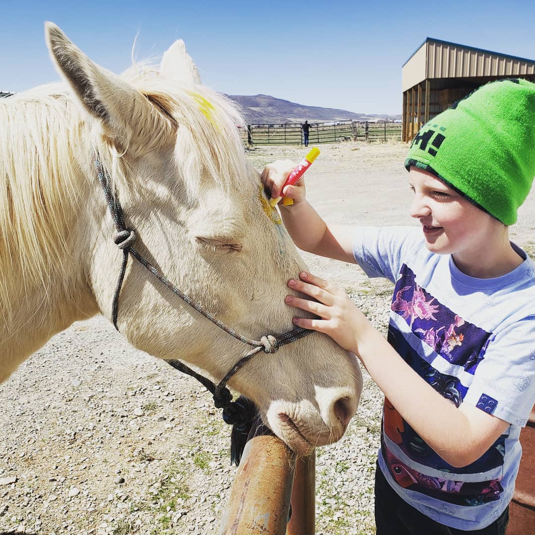 Equine therapy services photos