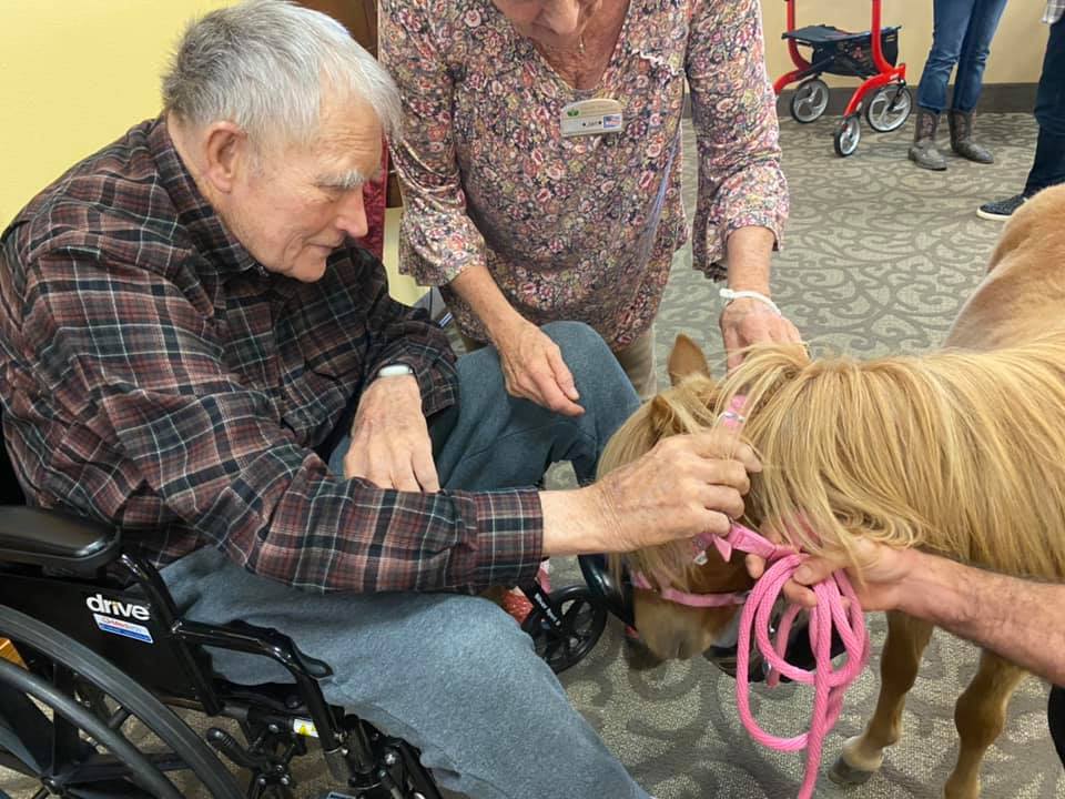 Equine therapy services photos