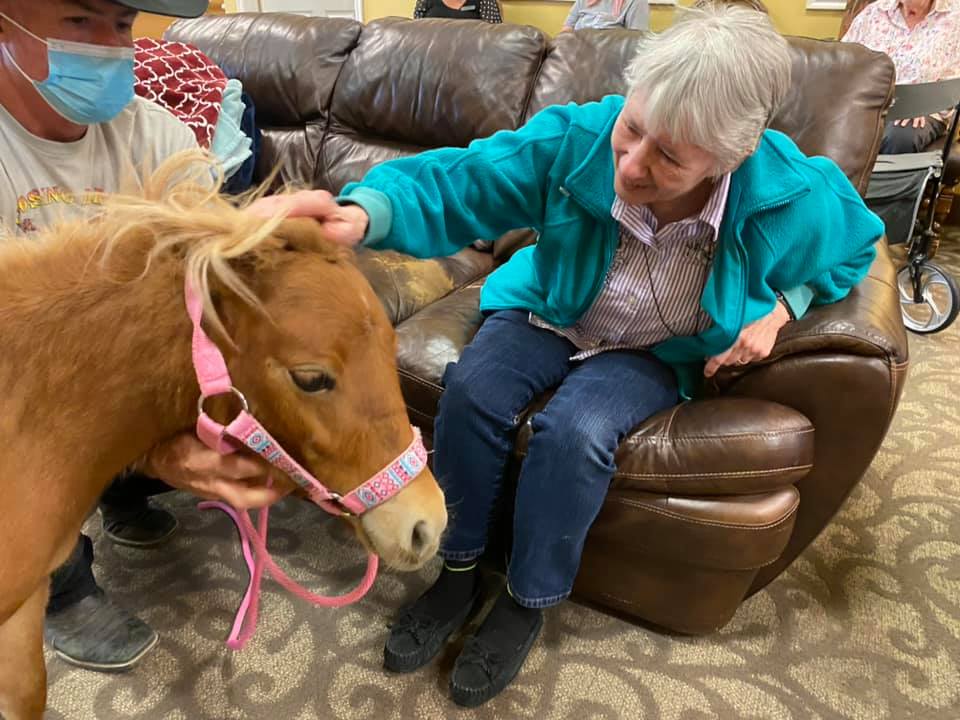 Equine therapy services photos