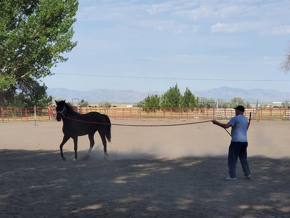 Equine therapy services photos