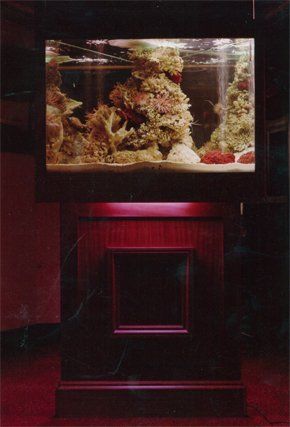 A tropical fish tank