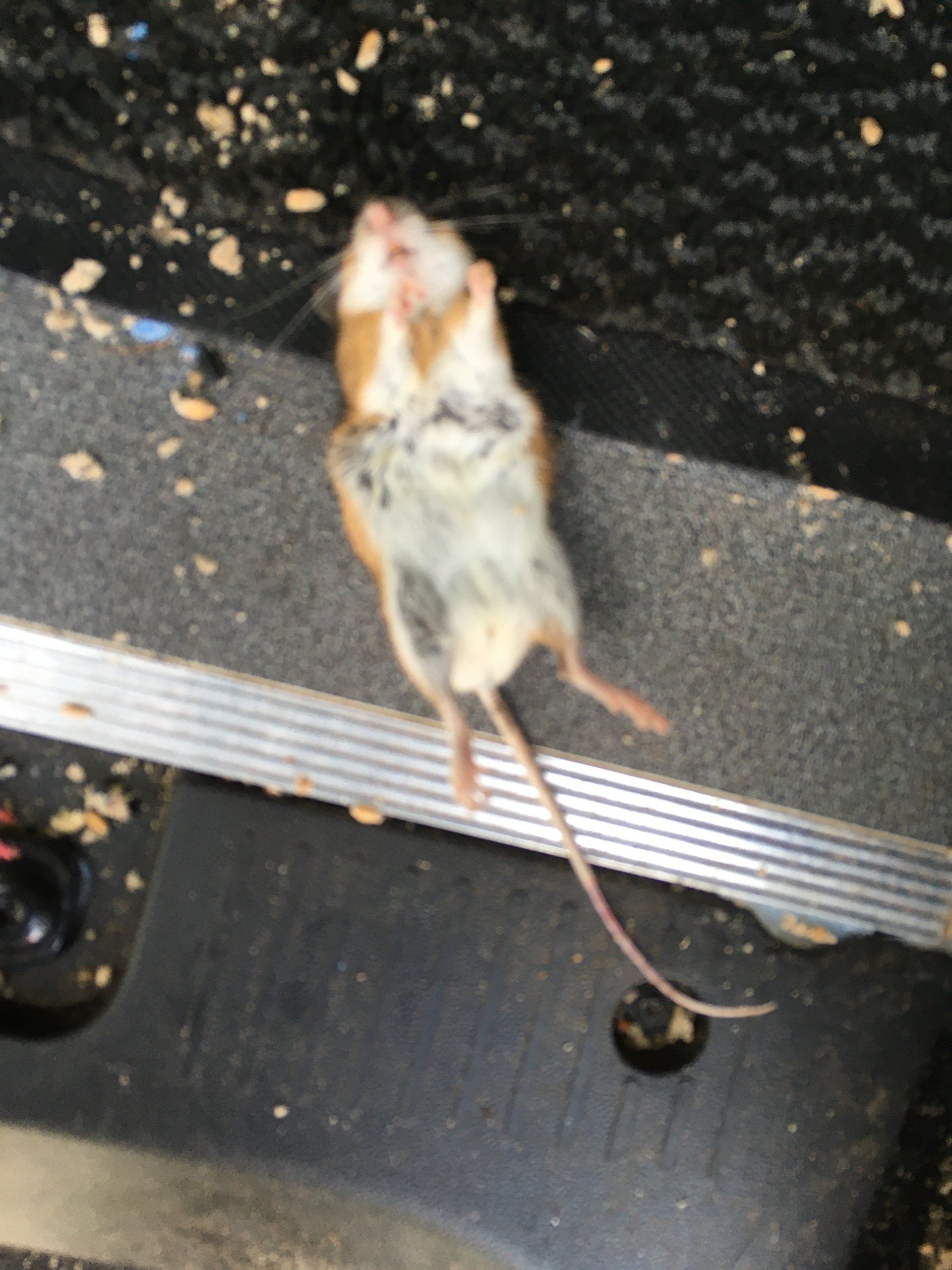 Død rotte