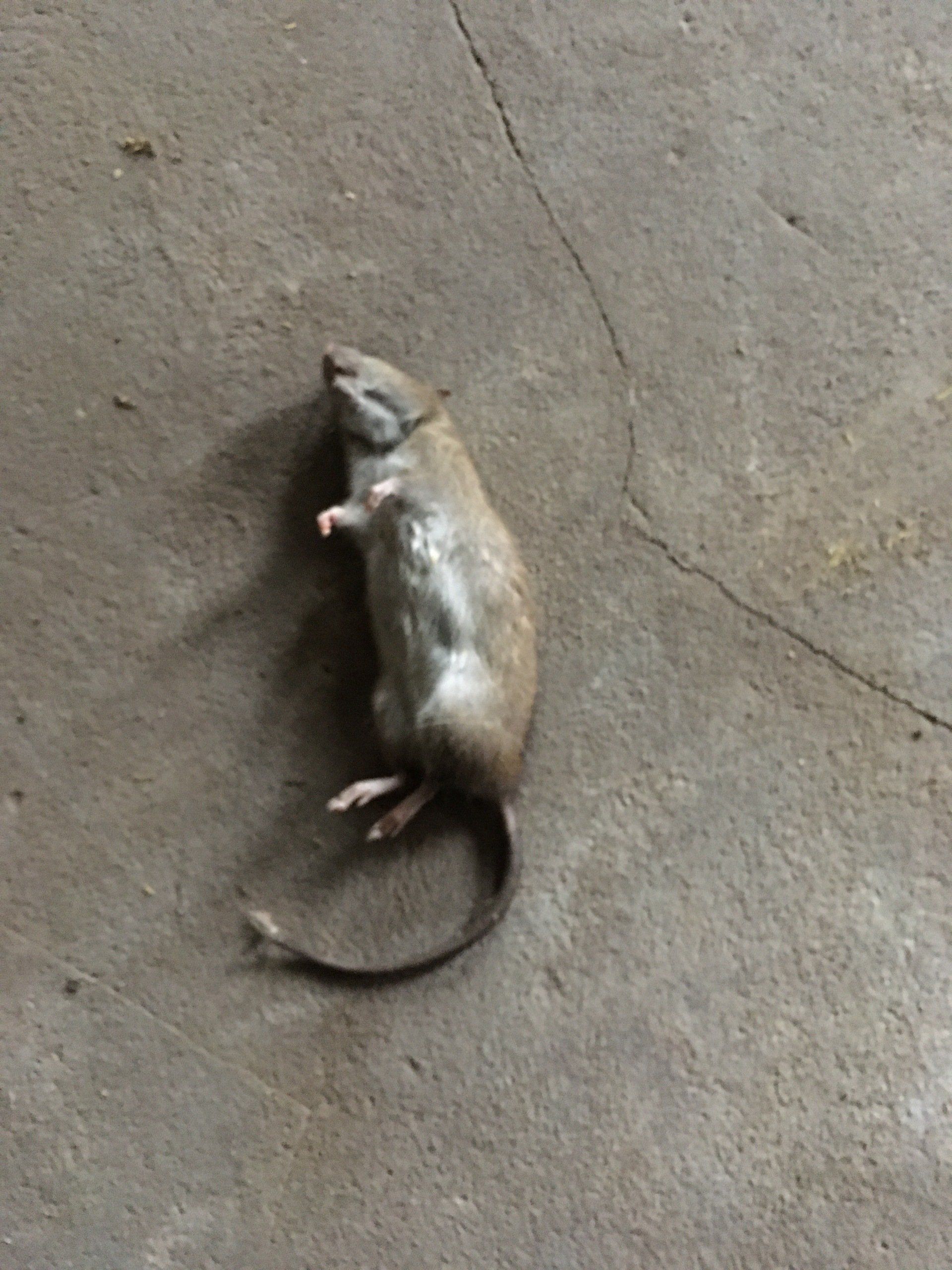 Død rotte liggende på betongulv