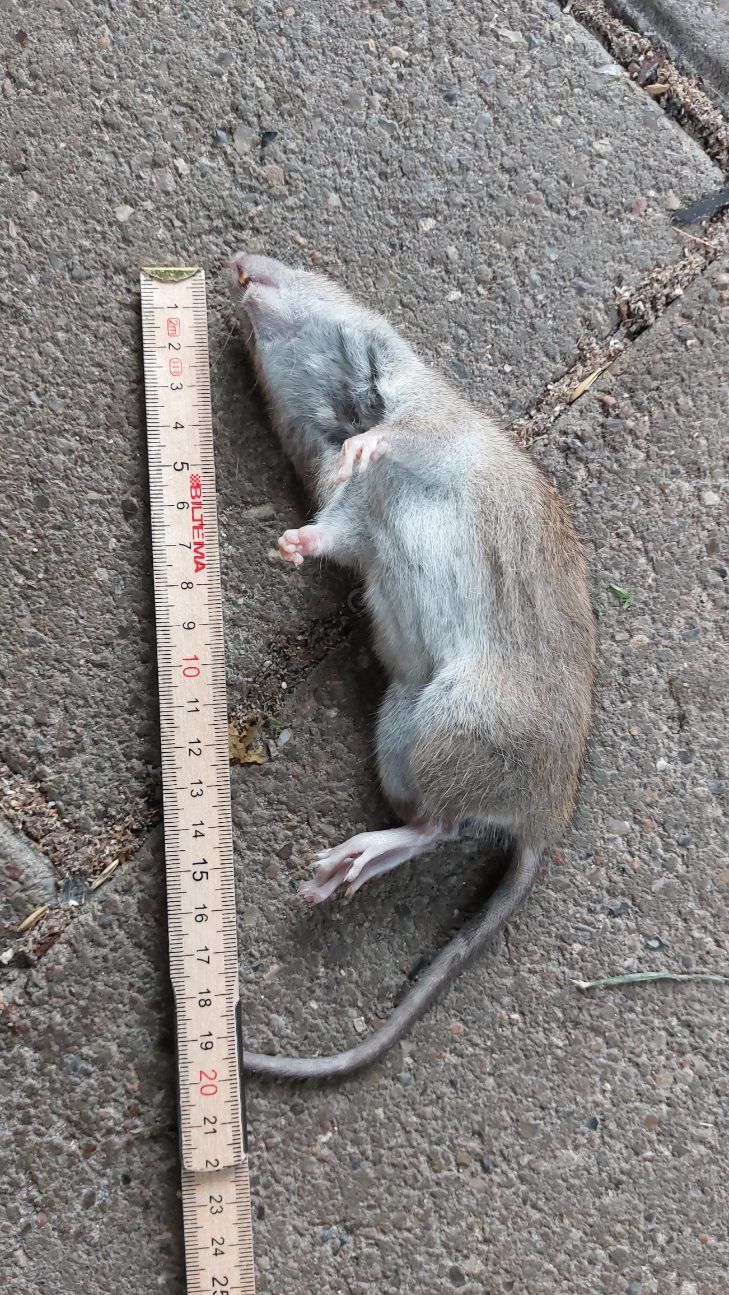 Hvor stor er en rotte i centimeter