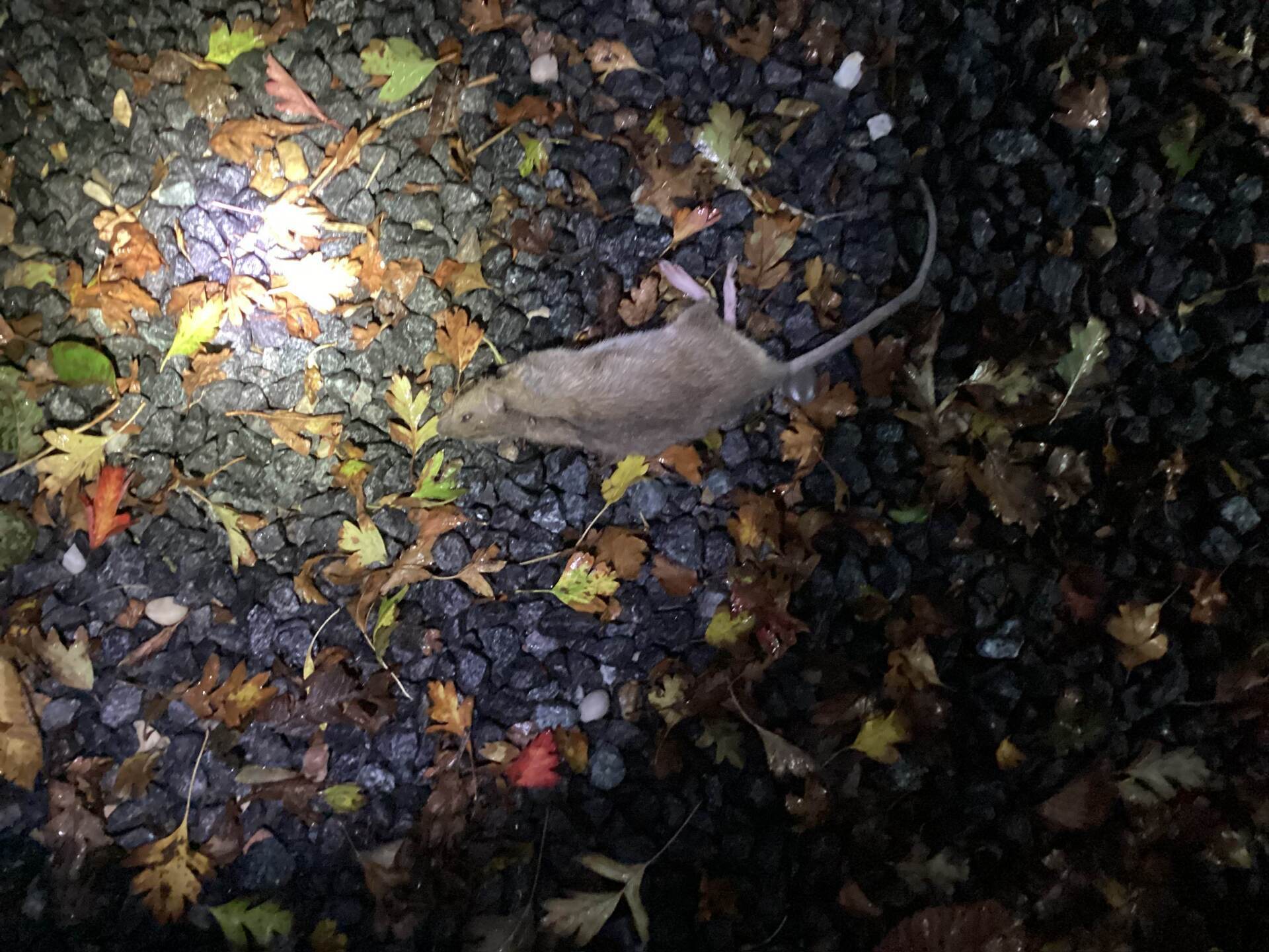 Død rotte i grus