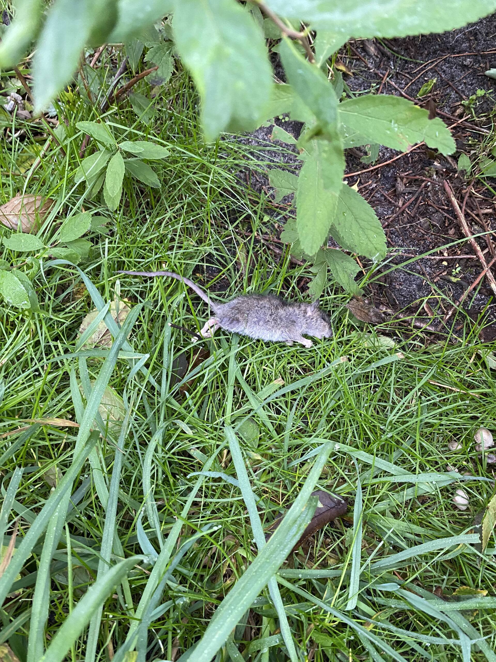 Død rotte udenfor i græs