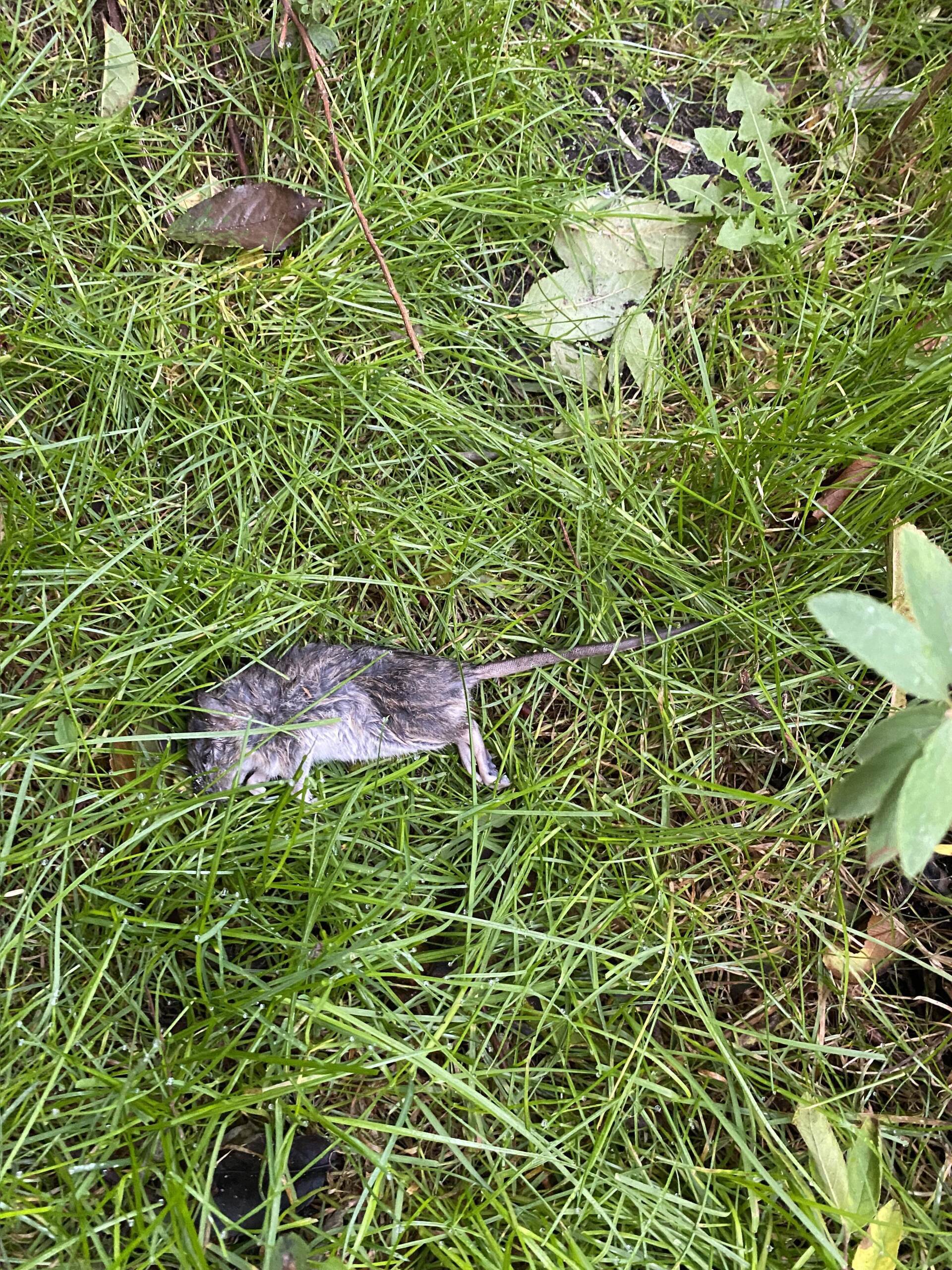 Død rotte liggende i græs