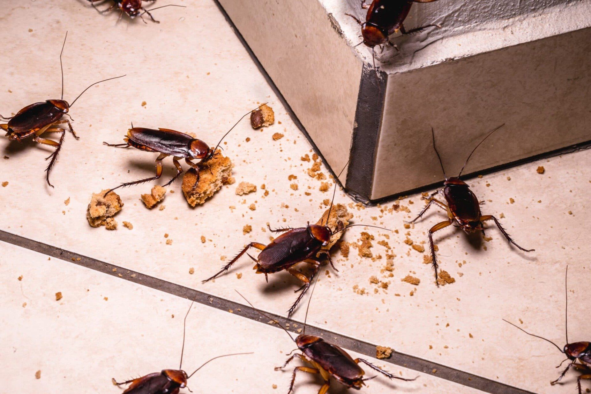 en flok kakerlakker spiser mad på gulvet.