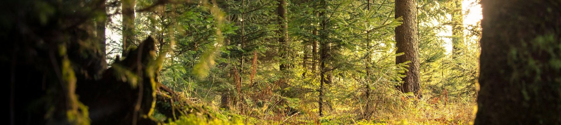 nature forrest peaceful background