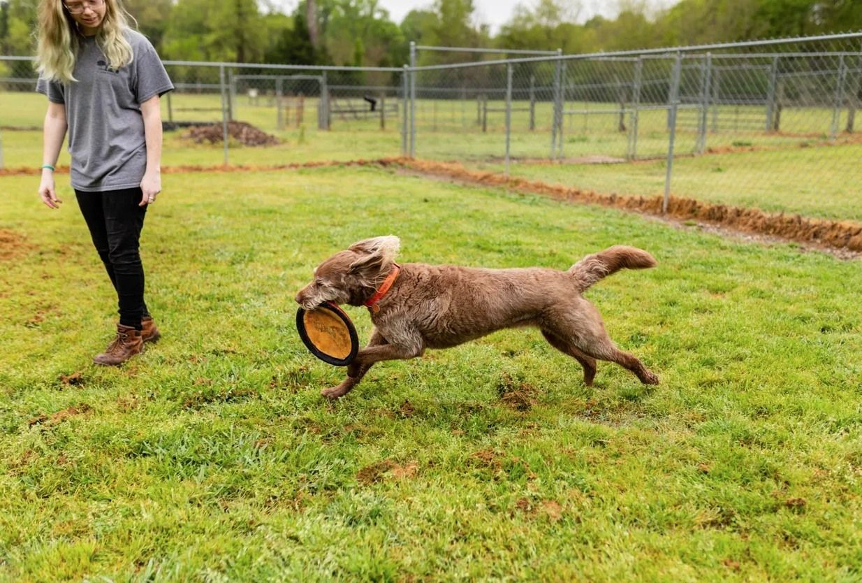 Person in gray shirt watches a brown dog run with a frisbee in a fenced grassy area.