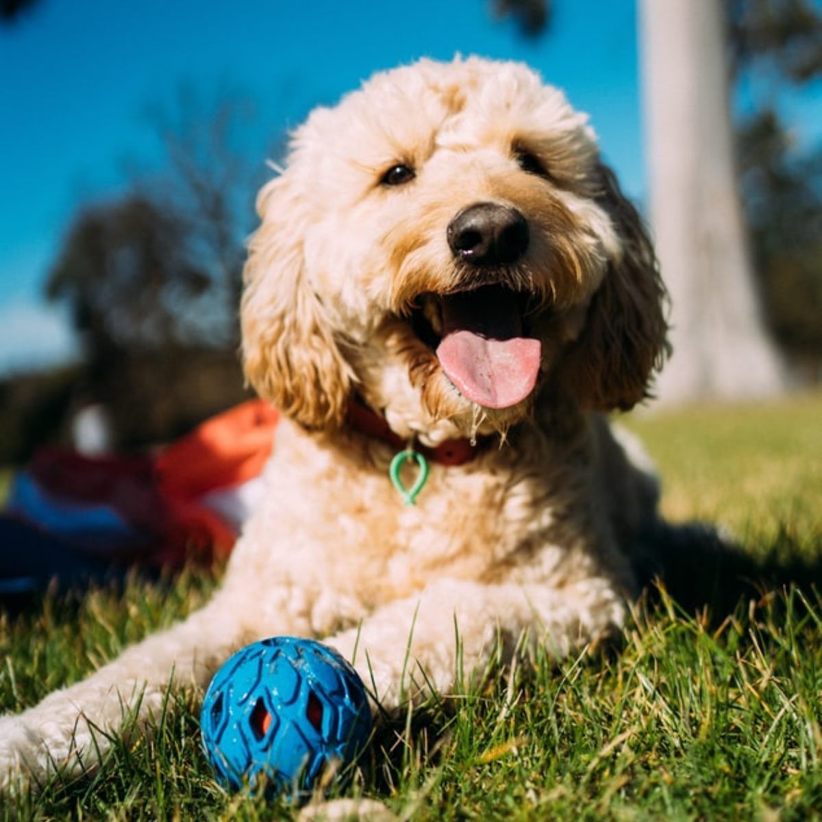 Golden doodle dog with a blue ball, panting in green grass with trees.