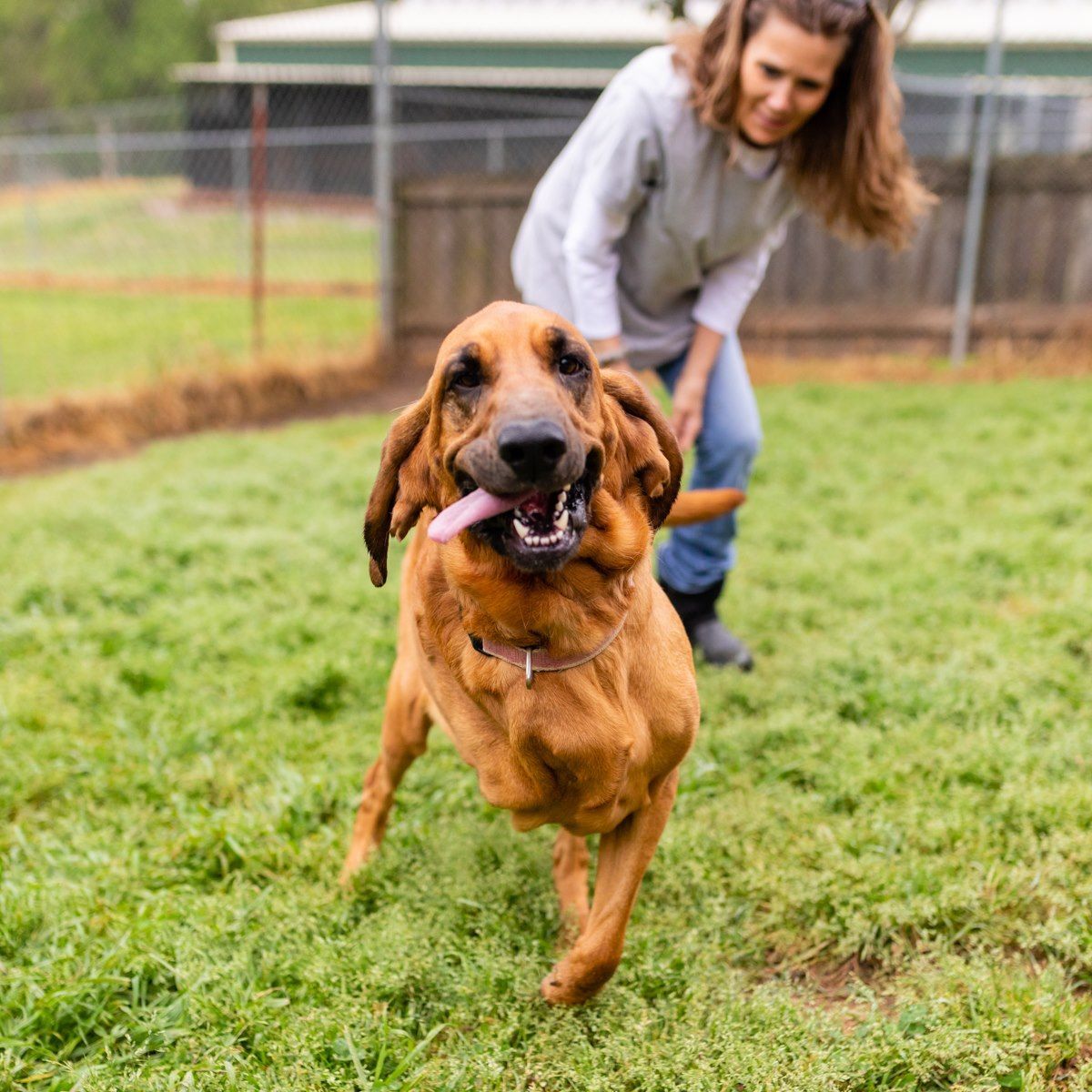 Bloodhound running happily on green grass towards a woman, with a fence in the background.