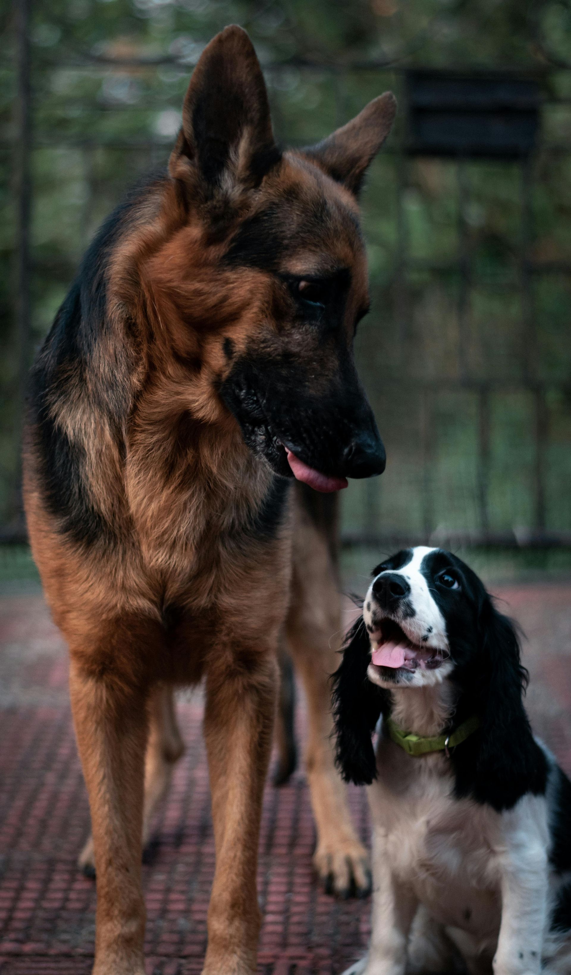 German Shepherd and Cocker Spaniel looking at each other, both with happy expressions, outdoors.