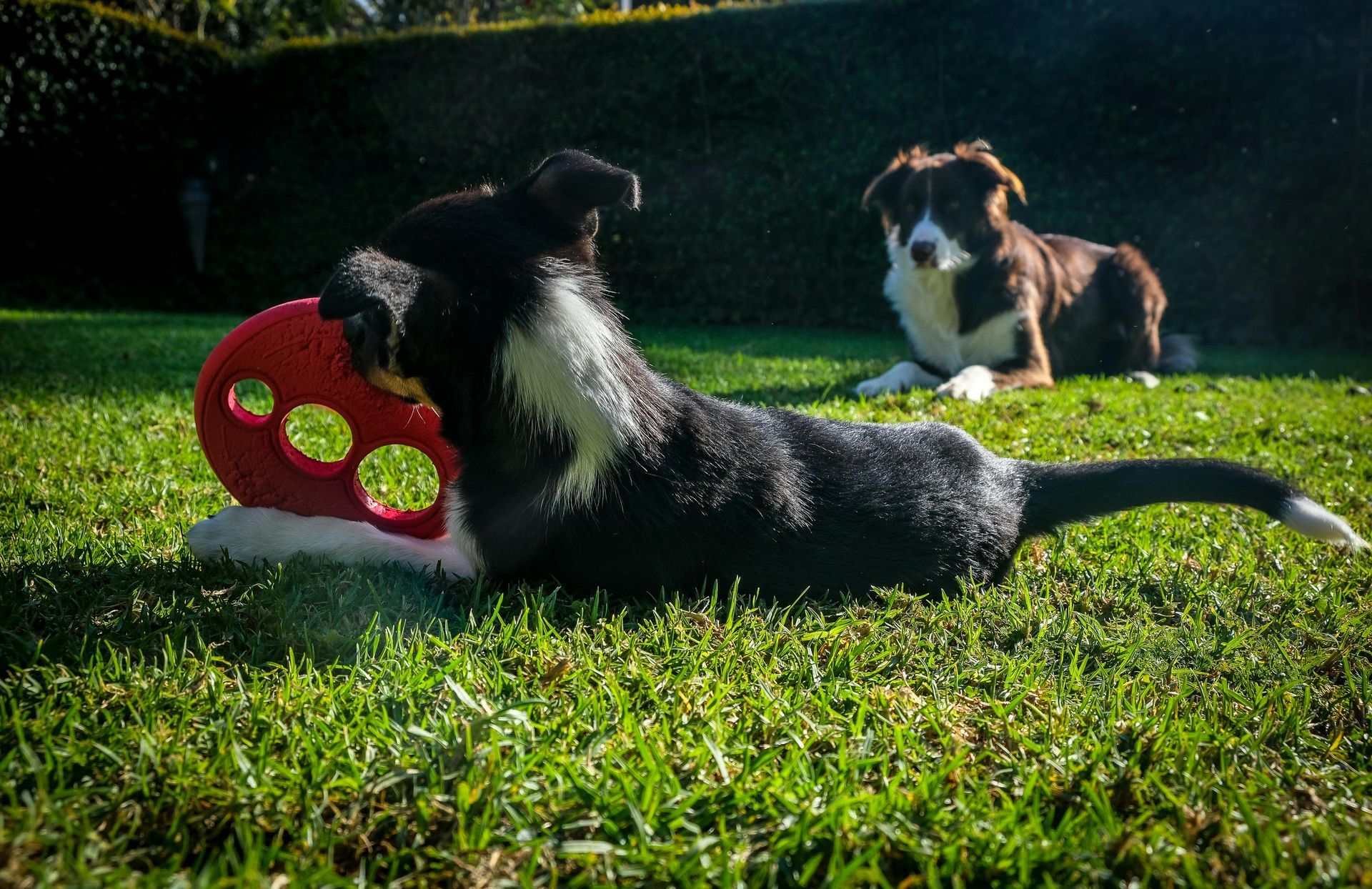 Two Border Collies on green grass; one with a red toy, the other watching.