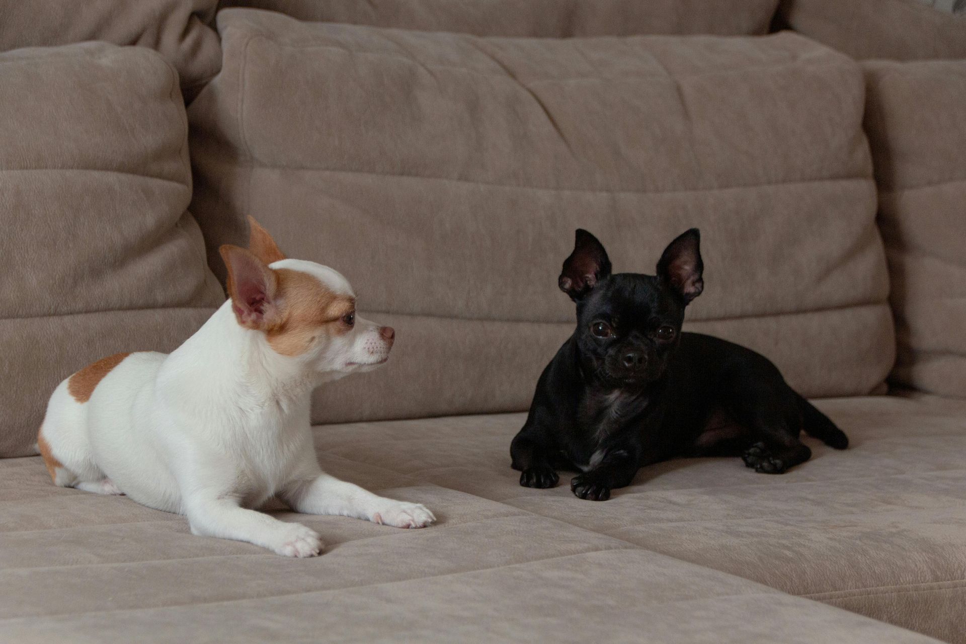 Two Chihuahuas, one white and brown, the other black, sit on a beige couch, looking at each other.