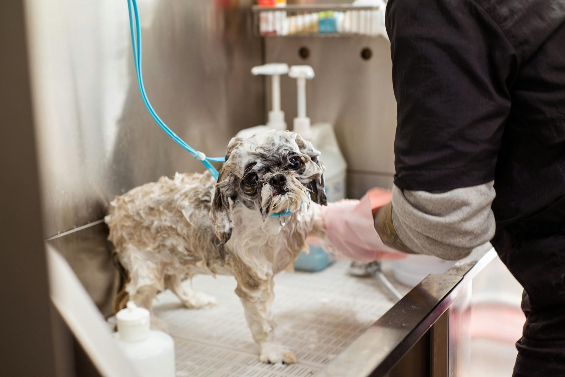 Dog being bathed in a professional grooming tub, with soap suds covering its fur; groomer's hands are gloved.