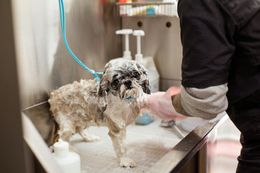 Dog being bathed in a professional grooming tub, with soap suds covering its fur; groomer's hands are gloved.