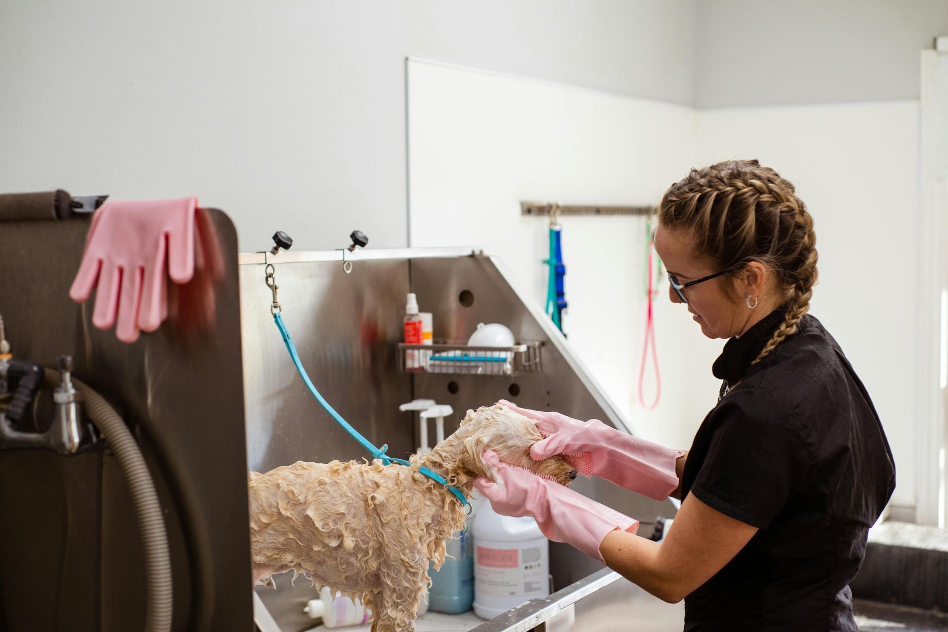Woman grooming a small dog in a stainless steel pet grooming station, wearing pink gloves.