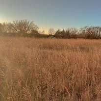 A large field of dry grass with trees in the background.