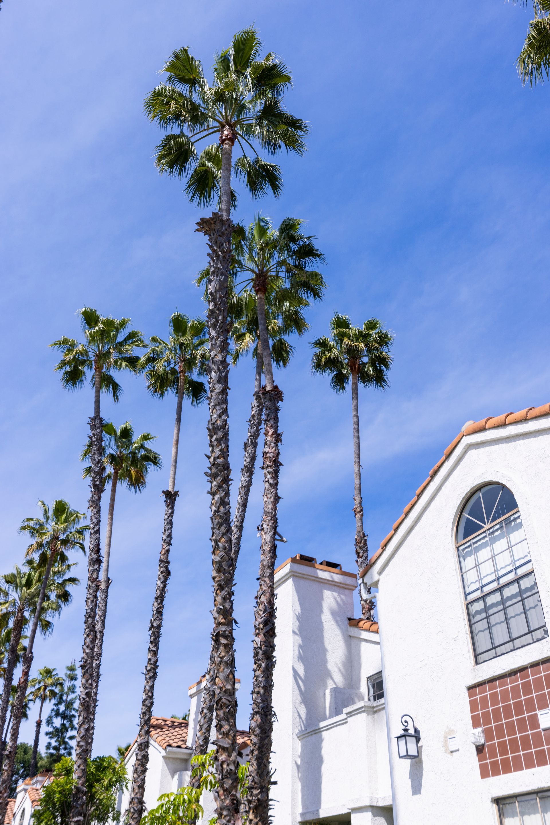 Building exterior with palm trees and sunny skies from a low angle