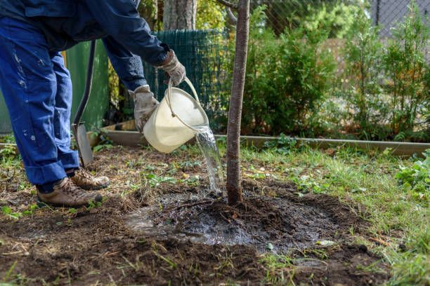 A man is watering a tree with a bucket.