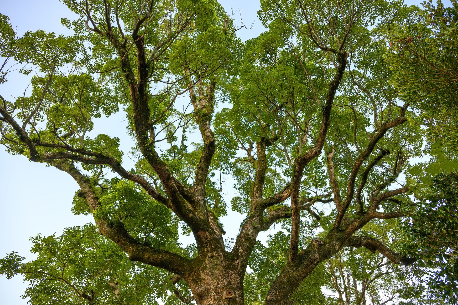 Looking up at a tree with lots of green leaves against a blue sky.