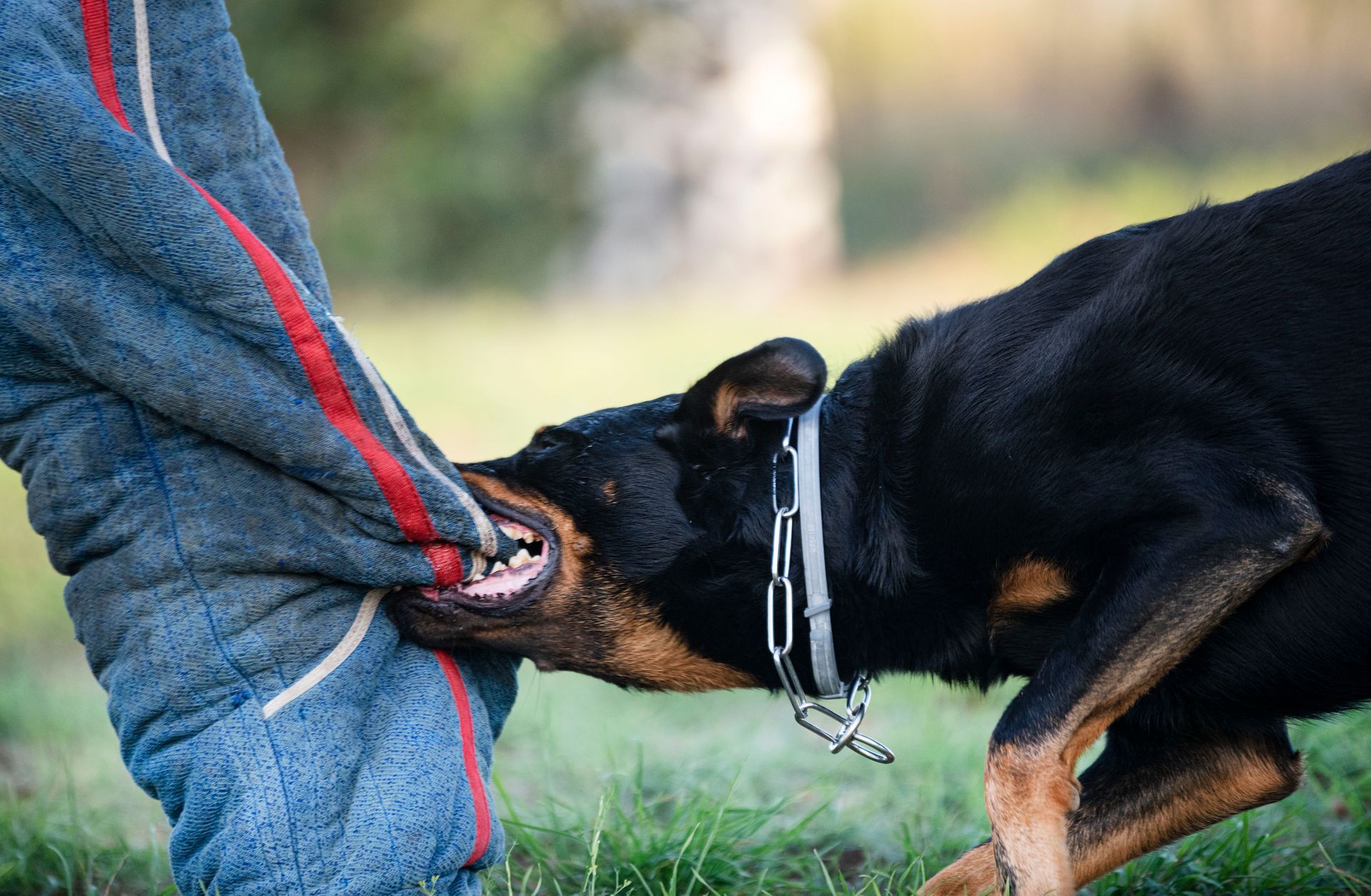 A dog is biting a person 's leg.