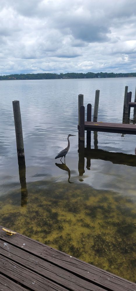 tarpon-turtle-gallery