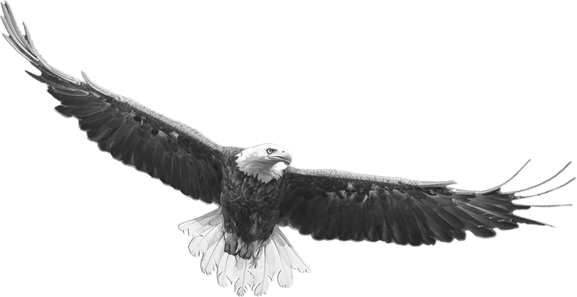 A bald eagle flying through the air with its wings spread