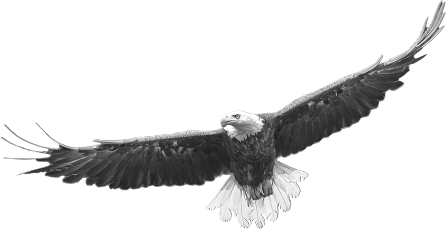 A bald eagle flying through the air with its wings spread