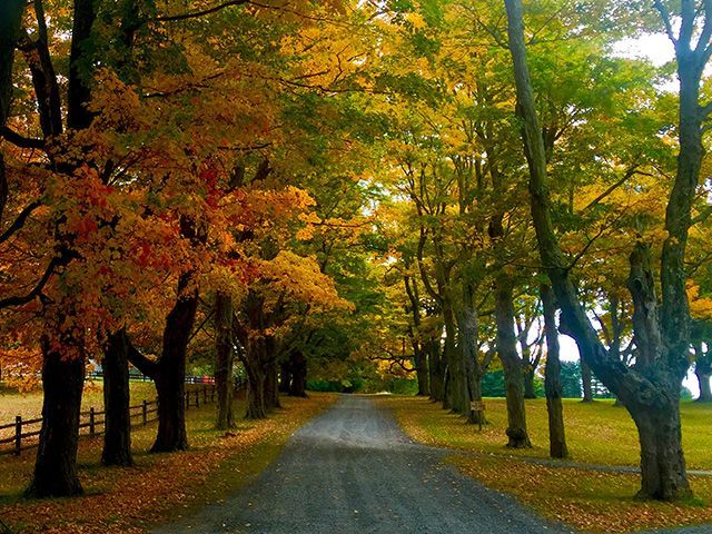 A dirt road with trees on both sides of it