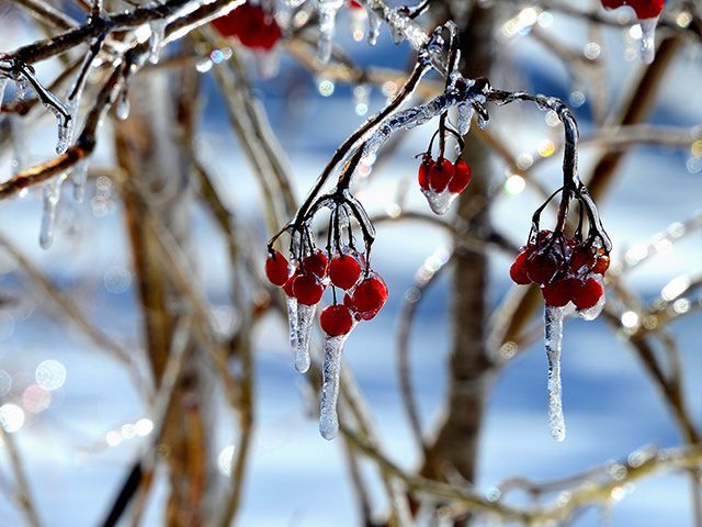 A tree with red berries covered in ice and icicles