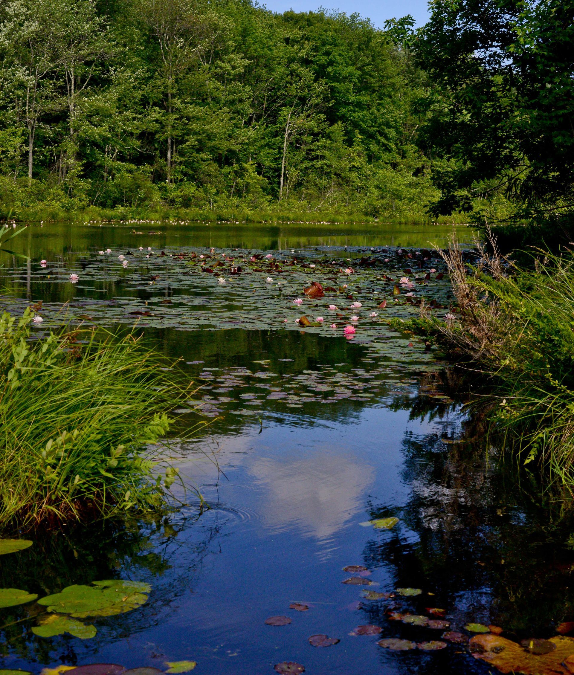 A pond with lily pads and trees in the background