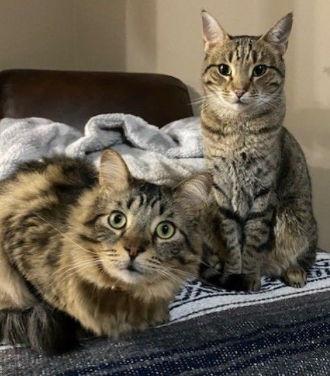 Two cats are laying next to each other on a bed.
