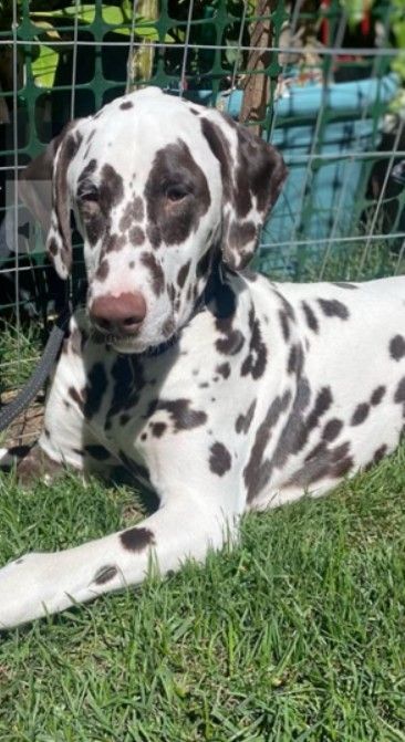 A dalmatian dog is laying in the grass next to a fence.