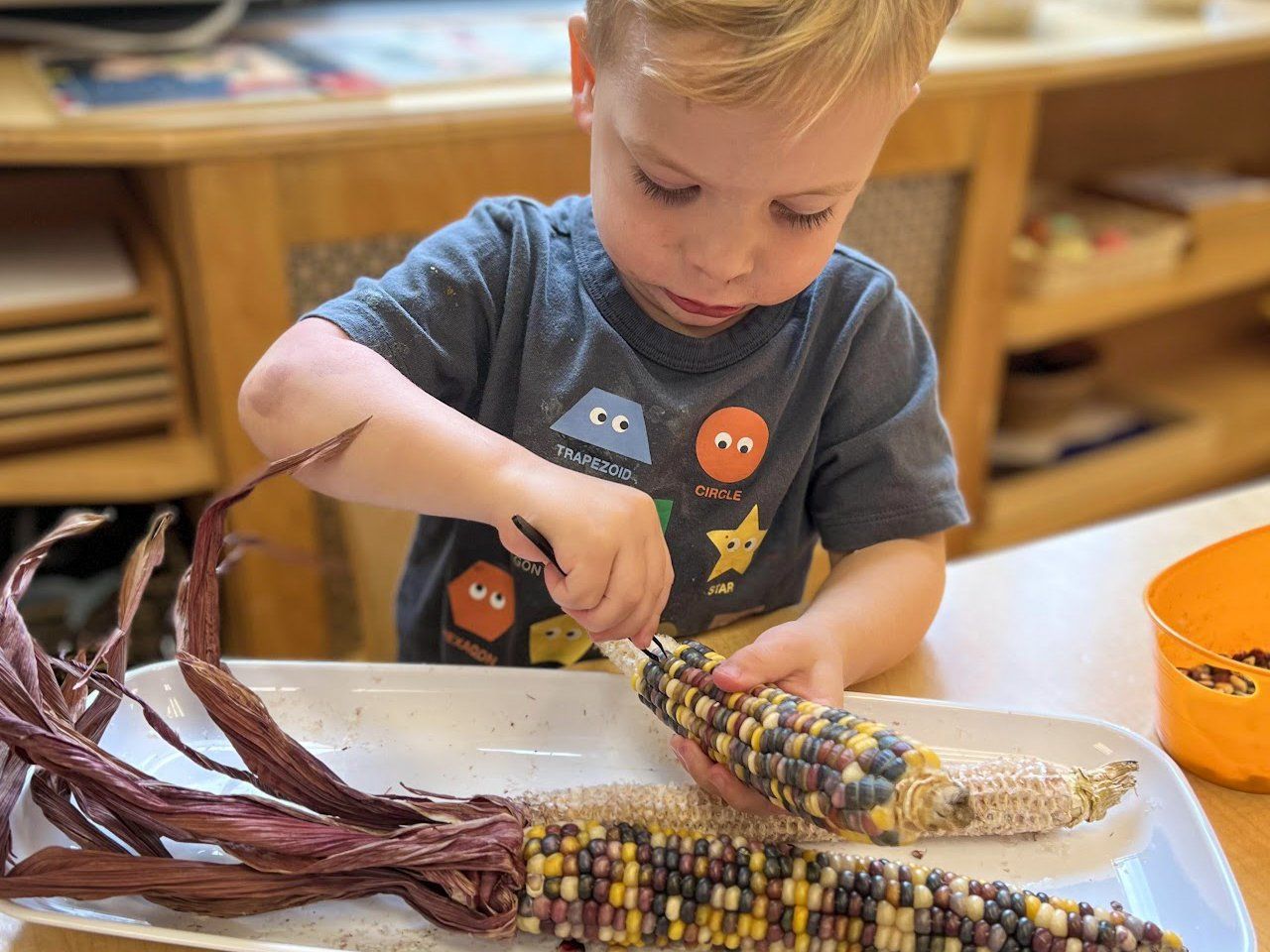 Boy using a tool to remove kernels from multicolored corn in a classroom.