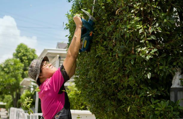 Gardener in garden center cutting longer branches of small trees