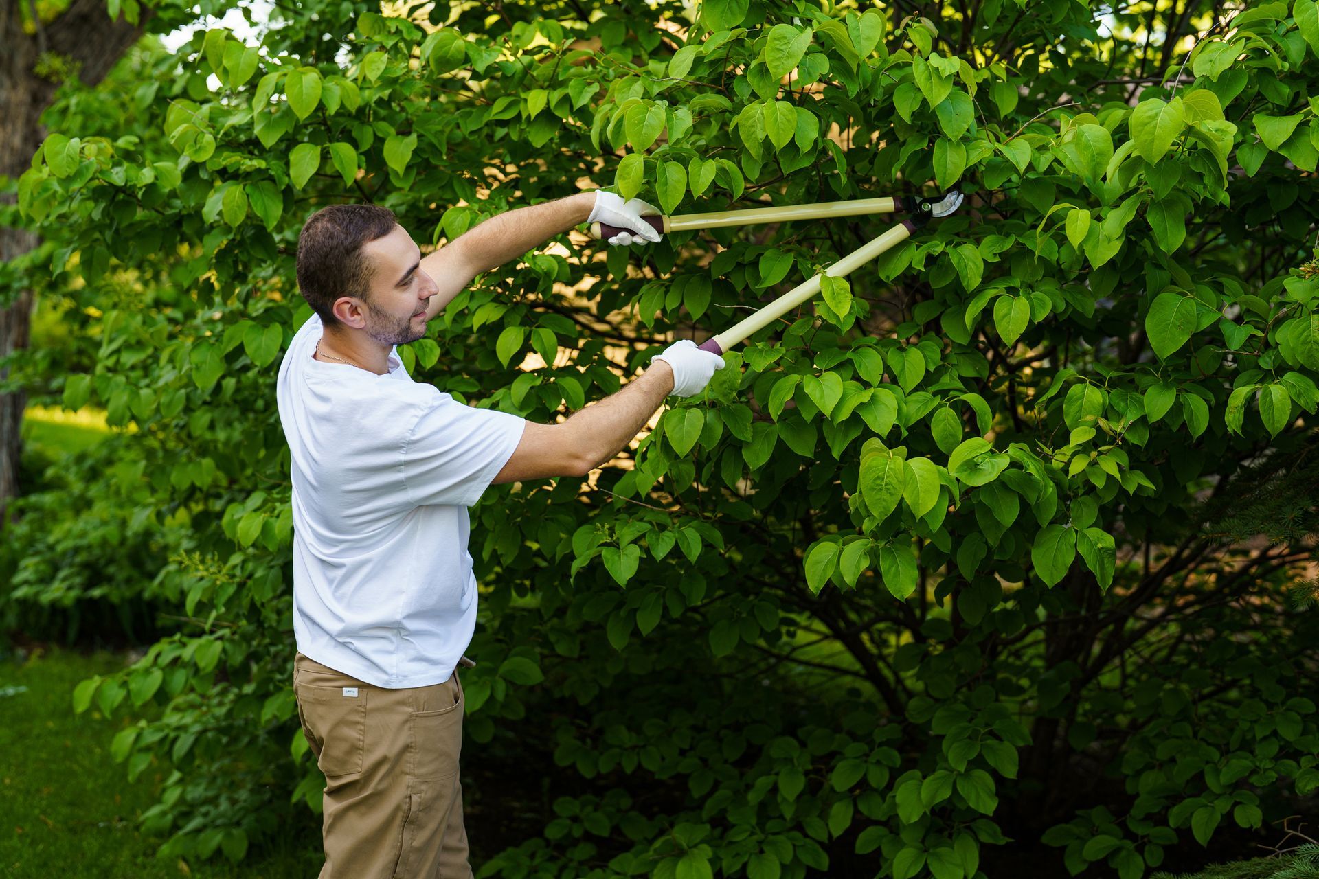 Tree trimming service worker cutting overgrown branches with loppers in lush green yard. Tree trimming service worker cutting overgrown branches with loppers in lush green yard.