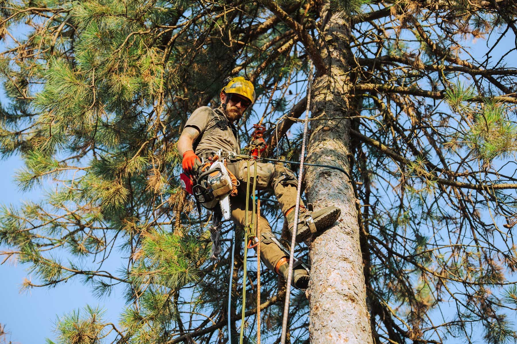 An arborist wearing safety gear using ropes and a chainsaw to cut branches high in a tree An arborist wearing safety gear using ropes and a chainsaw to cut branches high in a tree