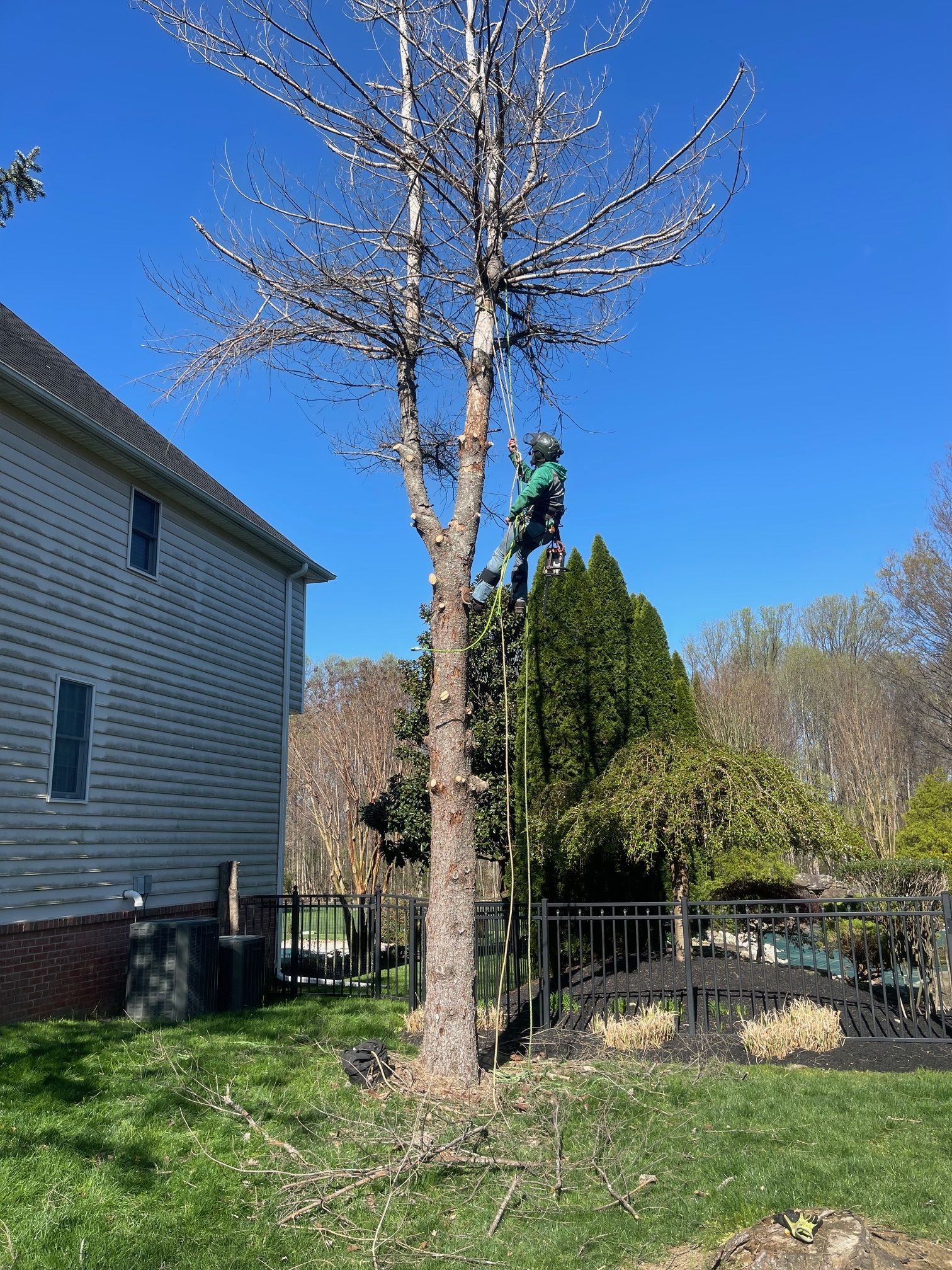 A man is climbing a tree in front of a house.