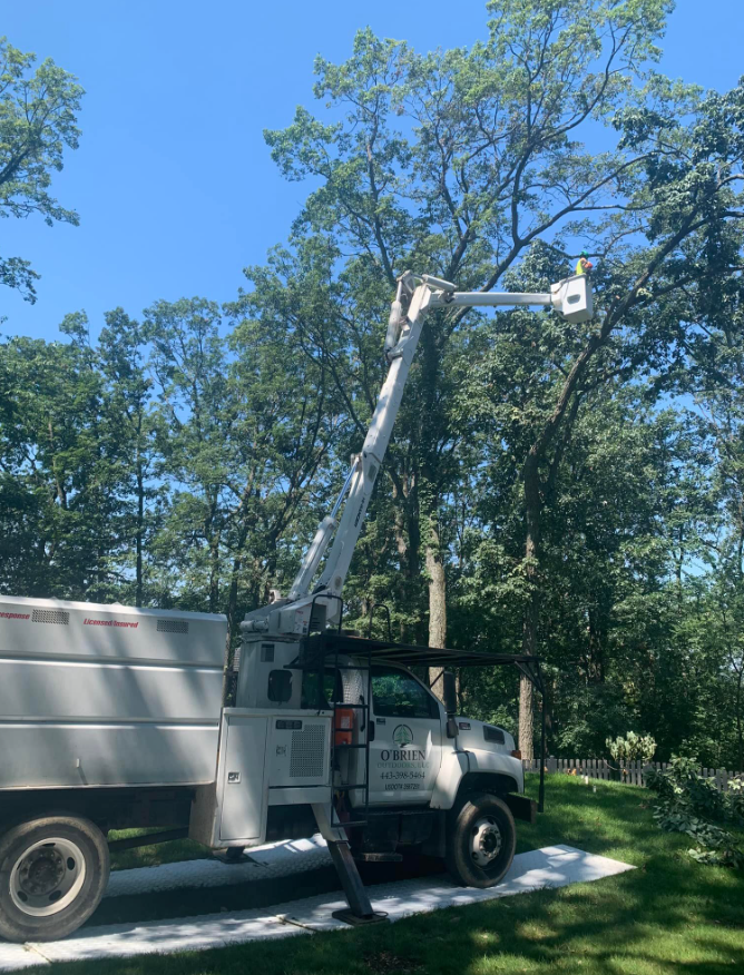 A white truck with a crane attached to it is cutting a tree.