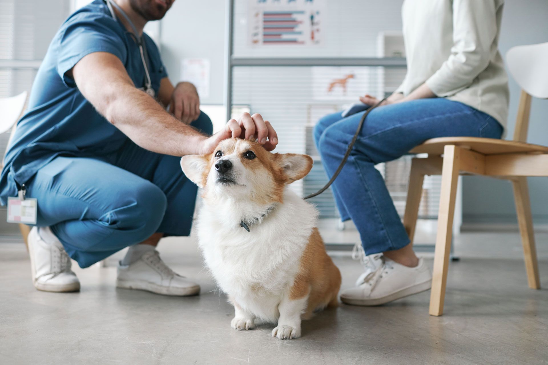 Veterinarian petting a corgi at an appointment with its owner.