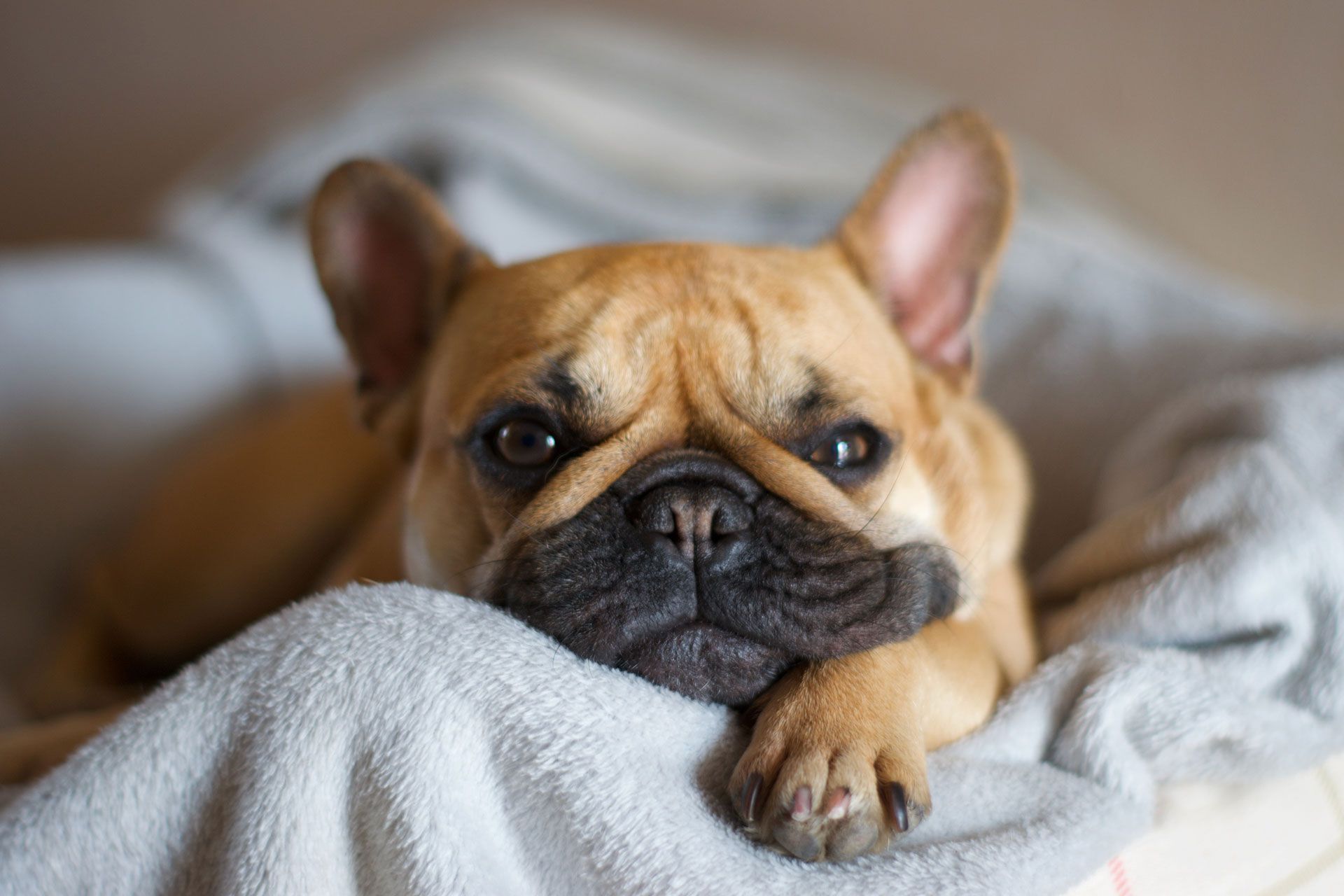French Bulldog resting its head on a blanket, looking directly at the viewer.