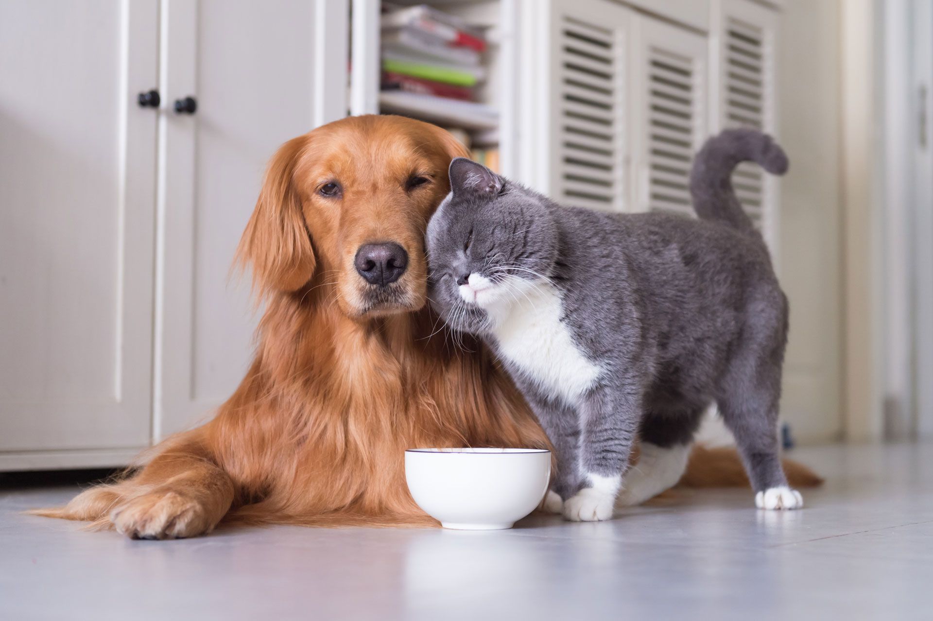 Golden retriever and gray cat sharing a moment, near a white bowl on a white floor.