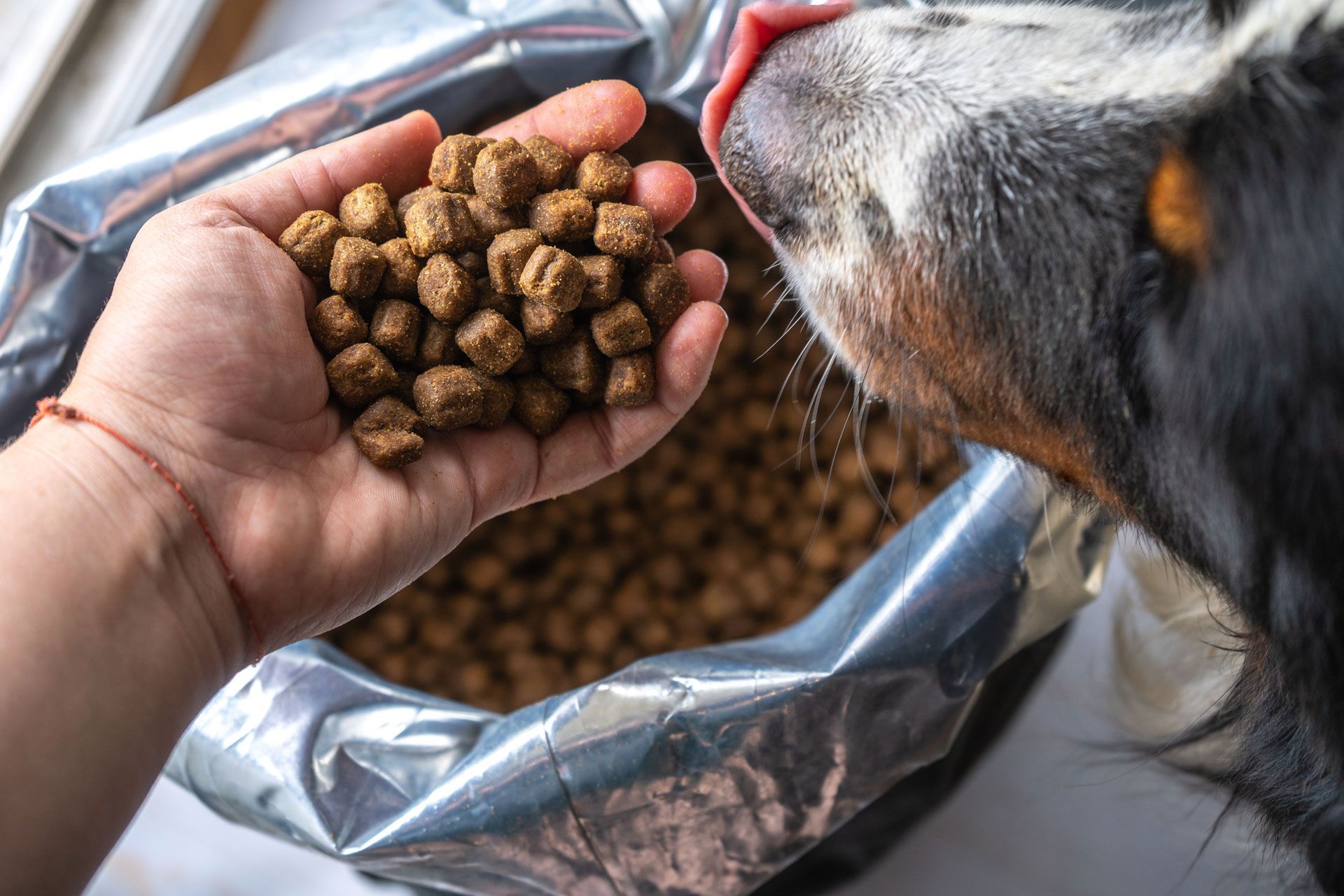 Dog licks hand holding brown kibble, with an open bag of food visible.